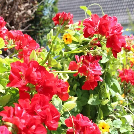 La Tete Dans Les Etoiles Oda ve Kahvaltı 3*