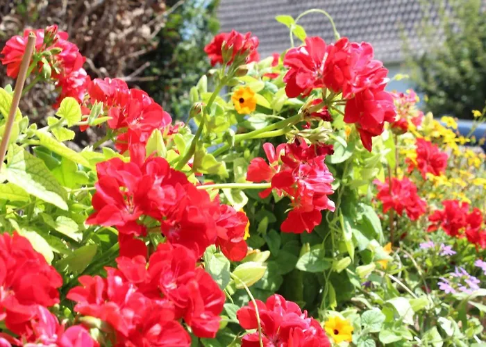 La Tete Dans Les Etoiles ベッド・アンド・ブレックファスト 3*